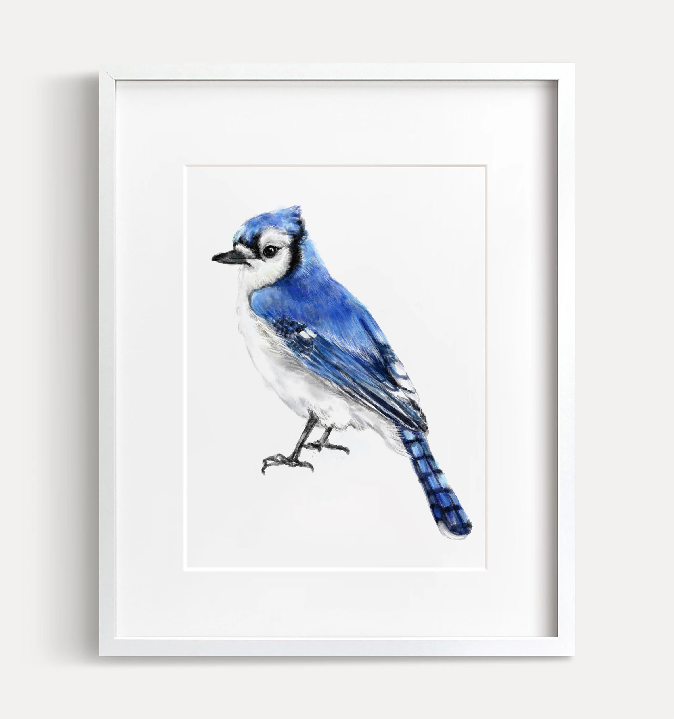 Blue Jay Bird Art for Sale - Fine Art America